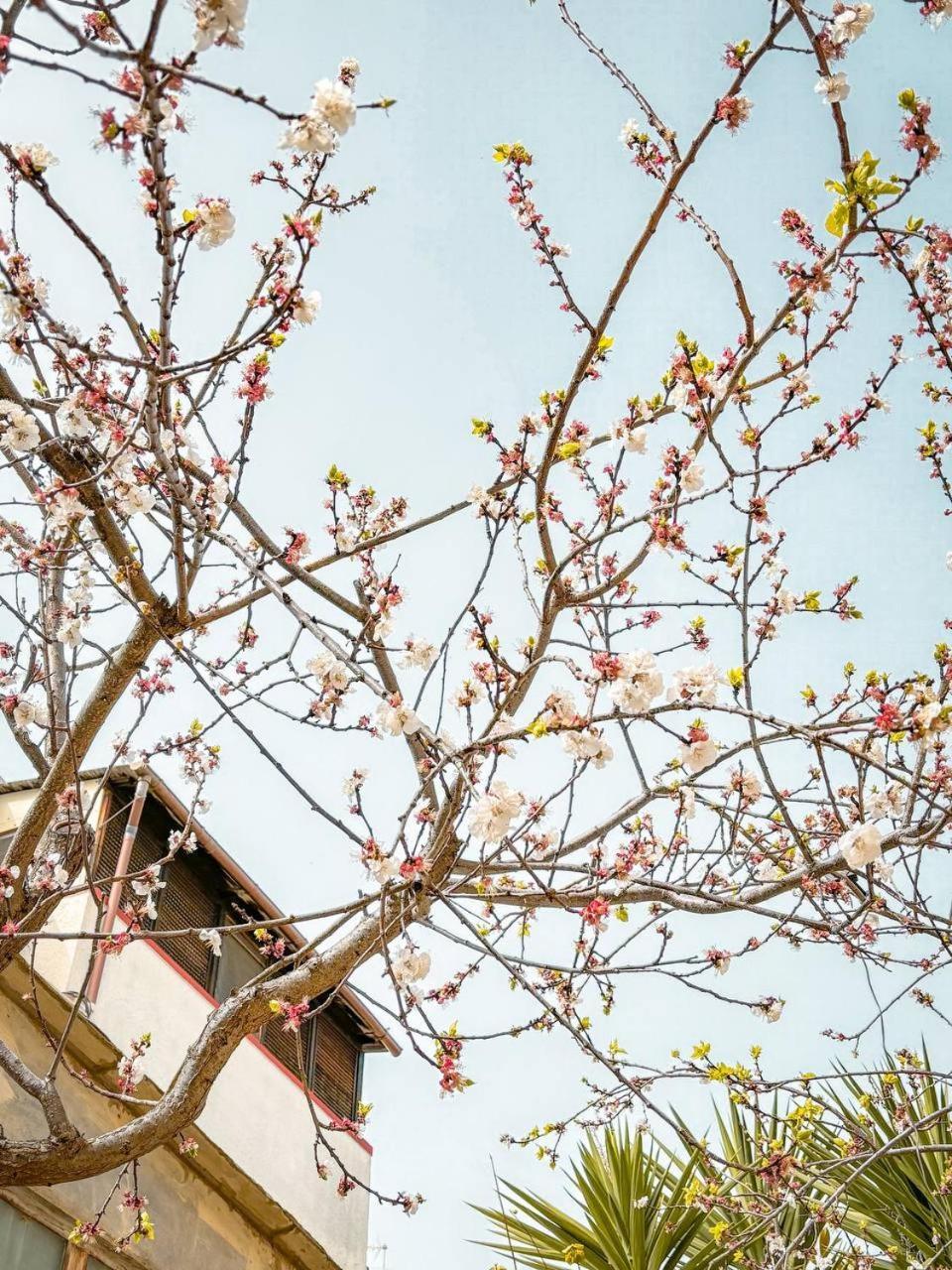 Villa Magnolia Con Giardino Bari Kültér fotó